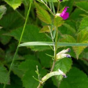 Photographie n°2577030 du taxon Vicia angustifolia L. [1759]