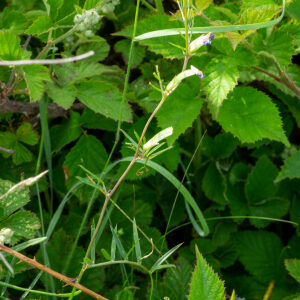 Photographie n°2577035 du taxon Vicia angustifolia L. [1759]