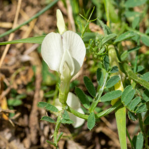 Photographie n°2577037 du taxon Vicia lutea L. [1753]