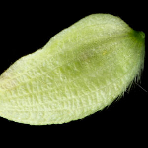 Photographie n°2577041 du taxon Ostrya carpinifolia Scop.