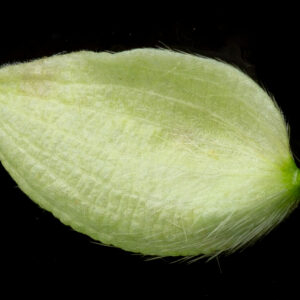 Photographie n°2577042 du taxon Ostrya carpinifolia Scop.