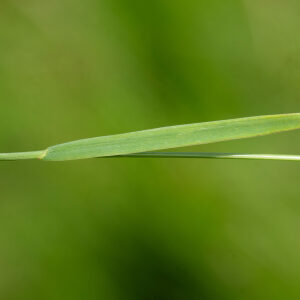 Photographie n°2577065 du taxon Agrostis stolonifera L. [1753]