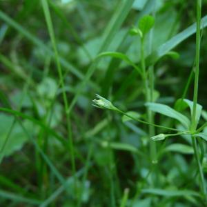 Photographie n°2577111 du taxon Stellaria alsine Grimm [1767]