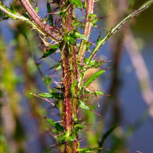 Photographie n°2577120 du taxon Cirsium palustre (L.) Scop. [1772]