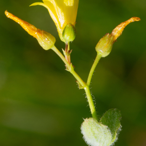 Photographie n°2577157 du taxon Hypericum elodes L. [1759]