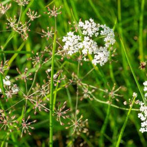 Photographie n°2577265 du taxon Trocdaris verticillatum (L.) Raf. [1840]