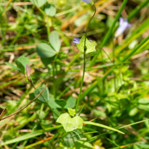 Photographie n°2577273 du taxon Wahlenbergia hederacea (L.) Rchb. [1827]