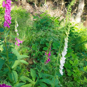  - Digitalis purpurea L.