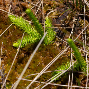 Photographie n°2577310 du taxon Lycopodiella inundata (L.) Holub [1964]