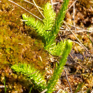 Photographie n°2577313 du taxon Lycopodiella inundata (L.) Holub [1964]