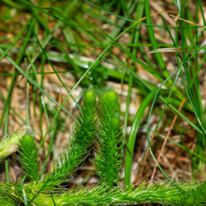 Photographie n°2577325 du taxon Lycopodium clavatum L. [1753]