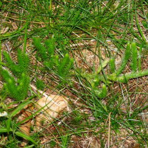 Photographie n°2577326 du taxon Lycopodium clavatum L. [1753]