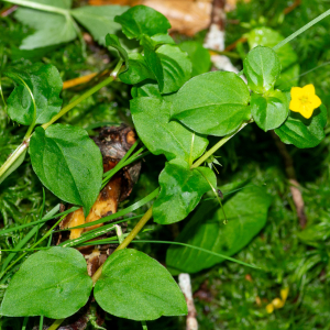 Photographie n°2577327 du taxon Lysimachia nemorum L. [1753]