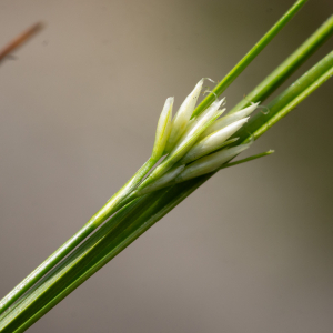 Photographie n°2577333 du taxon Rhynchospora alba (L.) Vahl [1805]