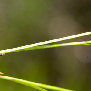 Photographie n°2577336 du taxon Rhynchospora alba (L.) Vahl [1805]