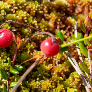 Photographie n°2577348 du taxon Vaccinium oxycoccos L. [1753]