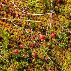 Photographie n°2577354 du taxon Vaccinium oxycoccos L. [1753]