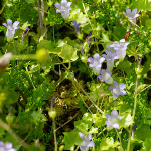 Photographie n°2577357 du taxon Wahlenbergia hederacea (L.) Rchb. [1827]