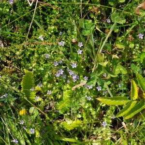 Photographie n°2577363 du taxon Wahlenbergia hederacea (L.) Rchb. [1827]