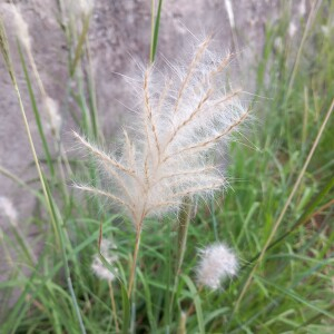 Photographie n°2577378 du taxon Bothriochloa barbinodis (Lag.) Herter