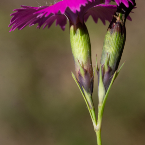 Photographie n°2577429 du taxon Dianthus seguieri subsp. pseudocollinus (P.Fourn.) Jauzein [2010]