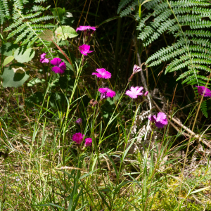 Photographie n°2577430 du taxon Dianthus seguieri subsp. pseudocollinus (P.Fourn.) Jauzein [2010]