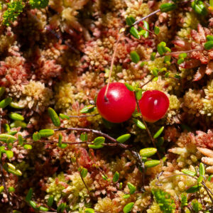 Photographie n°2577435 du taxon Vaccinium oxycoccos L. [1753]