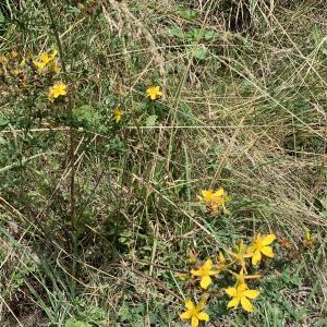 Photographie n°2577467 du taxon Hypericum perforatum L. [1753]