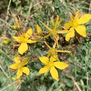 Photographie n°2577468 du taxon Hypericum perforatum L. [1753]