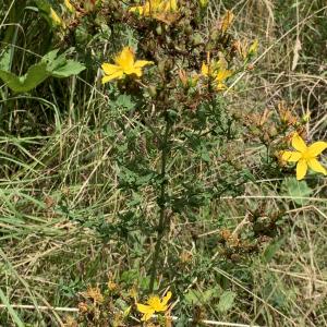 Photographie n°2577469 du taxon Hypericum perforatum L. [1753]