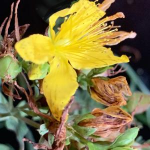 Photographie n°2577470 du taxon Hypericum perforatum L. [1753]