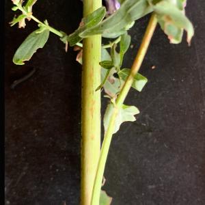 Photographie n°2577471 du taxon Hypericum perforatum L. [1753]