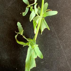 Photographie n°2577472 du taxon Hypericum perforatum L. [1753]