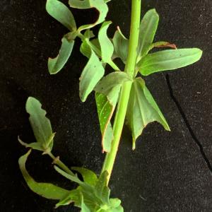 Photographie n°2577473 du taxon Hypericum perforatum L. [1753]