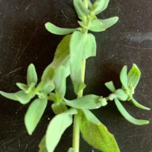 Photographie n°2577474 du taxon Hypericum perforatum L. [1753]