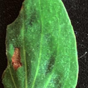 Photographie n°2577475 du taxon Hypericum perforatum L. [1753]