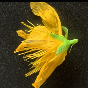 Photographie n°2577476 du taxon Hypericum perforatum L. [1753]