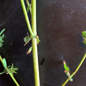 Photographie n°2577477 du taxon Hypericum perforatum L. [1753]