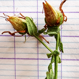 Photographie n°2577478 du taxon Hypericum perforatum L. [1753]