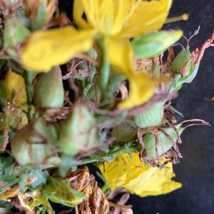 Photographie n°2577479 du taxon Hypericum perforatum L. [1753]