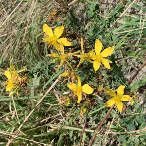 Photographie n°2577480 du taxon Hypericum perforatum L. [1753]