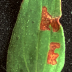 Photographie n°2577481 du taxon Hypericum perforatum L. [1753]