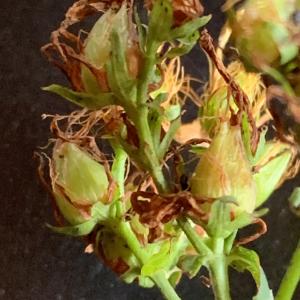 Photographie n°2577482 du taxon Hypericum perforatum L. [1753]