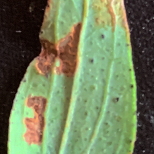 Photographie n°2577483 du taxon Hypericum perforatum L. [1753]