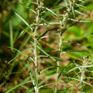 Photographie n°2577486 du taxon Gnaphalium sylvaticum L. [1753]