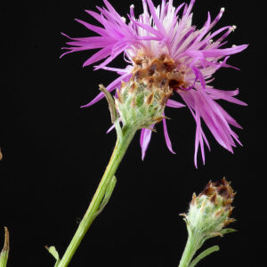 Photographie n°2577538 du taxon Centaurea jacea subsp. timbalii (Martrin-Donos) Braun-Blanq. [1952]