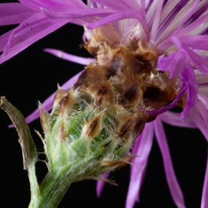 Photographie n°2577539 du taxon Centaurea jacea subsp. timbalii (Martrin-Donos) Braun-Blanq. [1952]