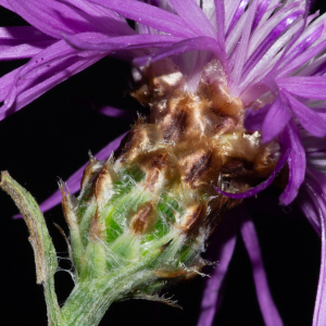 Photographie n°2577540 du taxon Centaurea jacea subsp. timbalii (Martrin-Donos) Braun-Blanq. [1952]