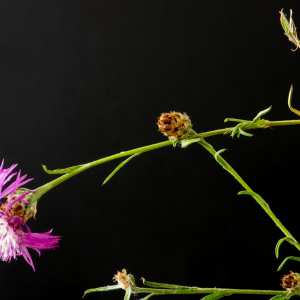 Photographie n°2577546 du taxon Centaurea jacea subsp. timbalii (Martrin-Donos) Braun-Blanq. [1952]