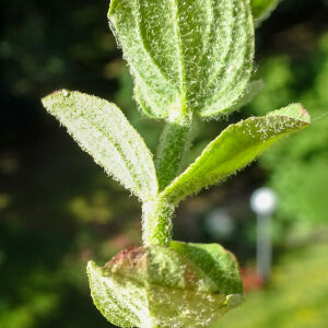 Photographie n°2577558 du taxon Hypericum elodes L. [1759]